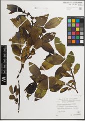 Foto von Salix mielichhoferi Saut. x Salix myrsinifolia Salisb.